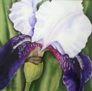 Purple Iris
