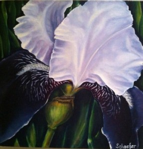 Purple Iris