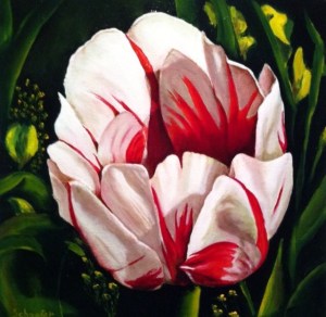 Boulder Tulip