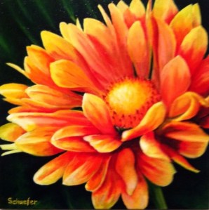 Coreopsis Daisy
