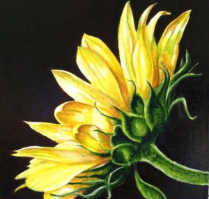 Sunflower 2